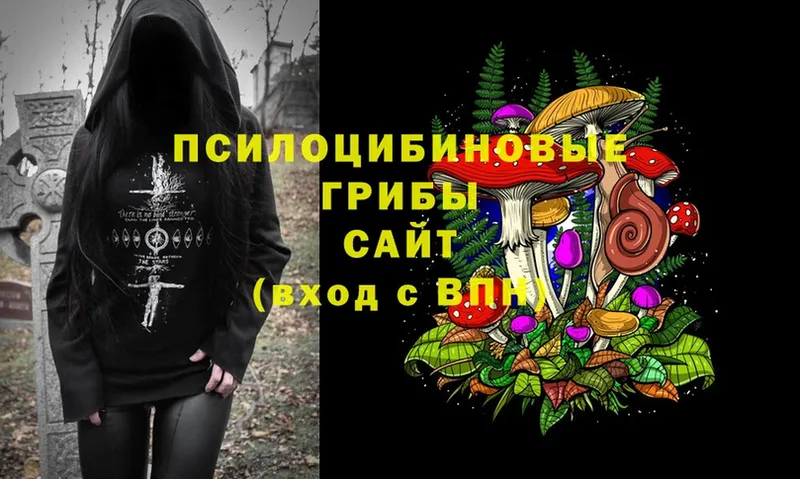 blacksprut зеркало  Звенигород  Псилоцибиновые грибы Psilocybe 